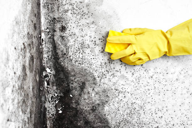 Best Attic Mold Removal  in Hartford, MI