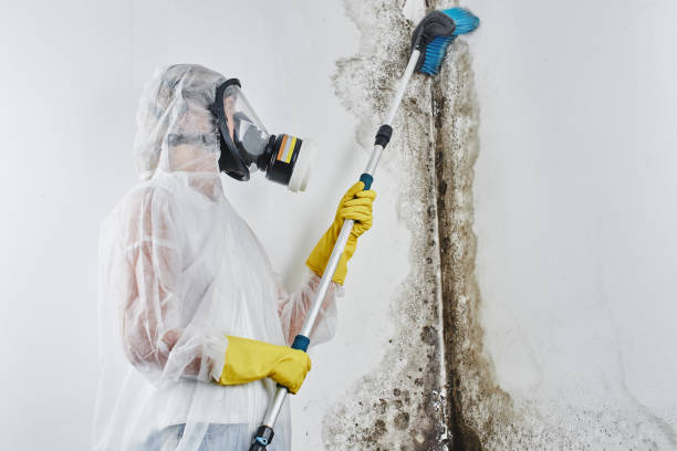 Best Crawl Space Mold Removal  in Hartford, MI