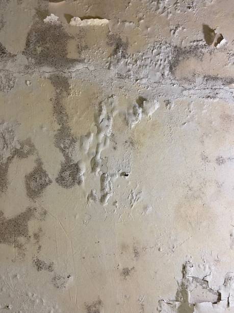 Best Professional Mold Removal  in Hartford, MI