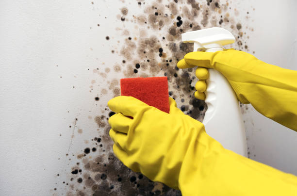 Best Fast Mold Removal  in Hartford, MI