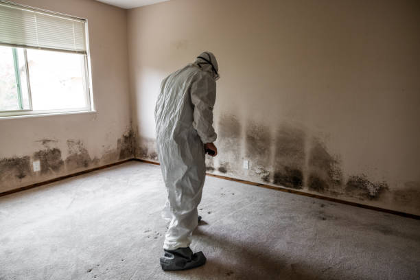 Mold Testing and Removal in Hartford, MI