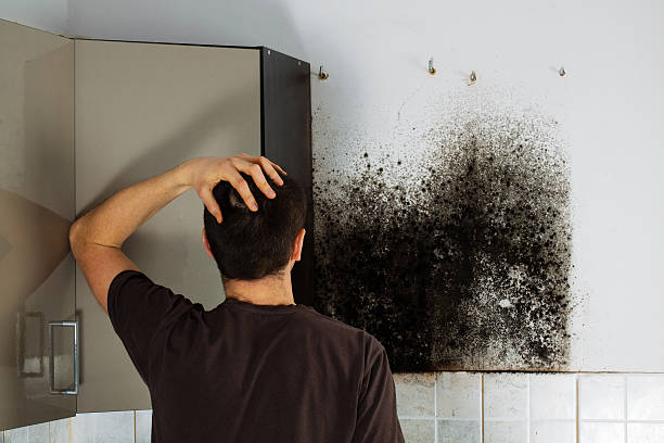 Best Affordable Mold Removal  in Hartford, MI